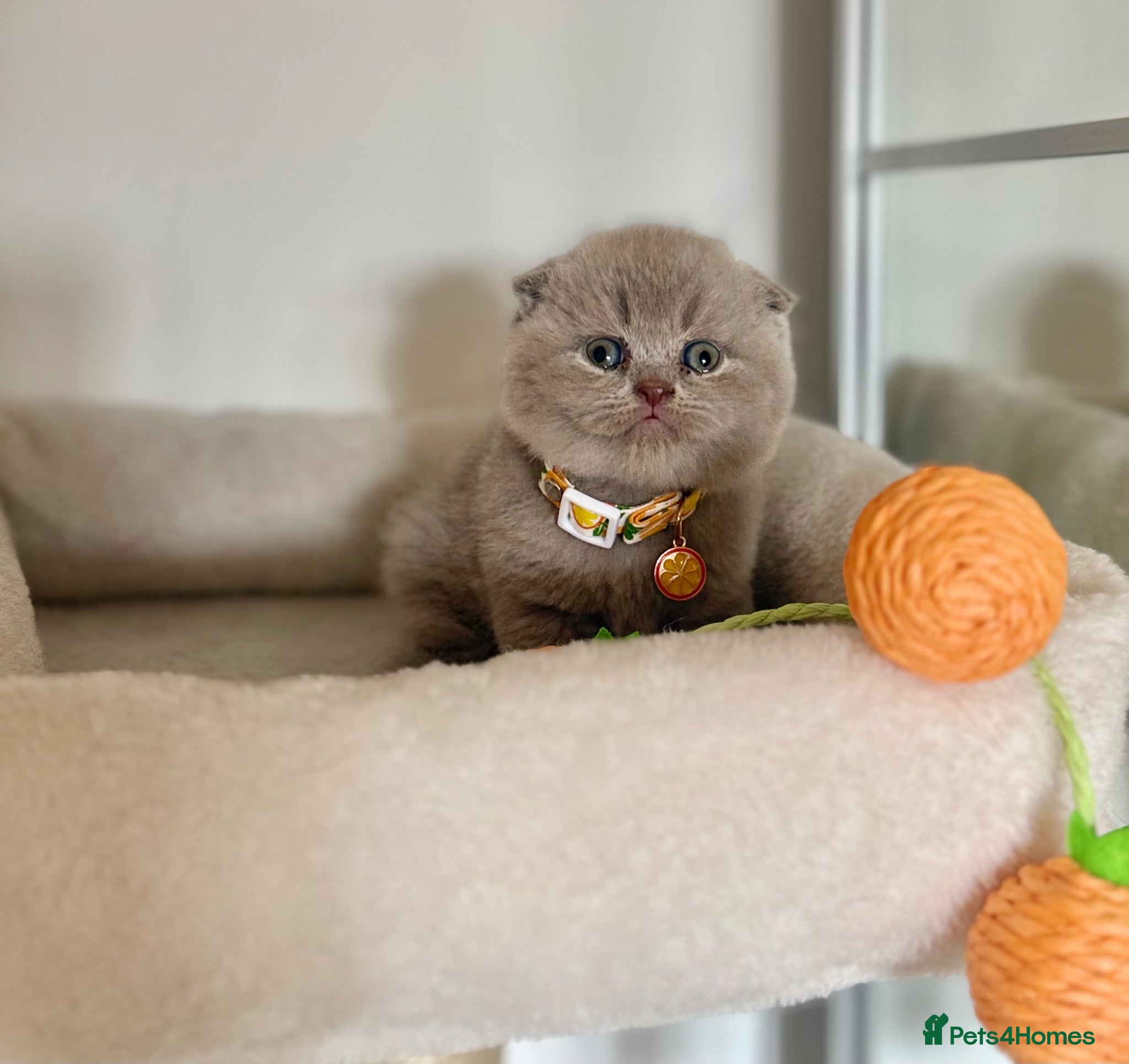 Scottish Fold cats Scottish fold - Advert 1