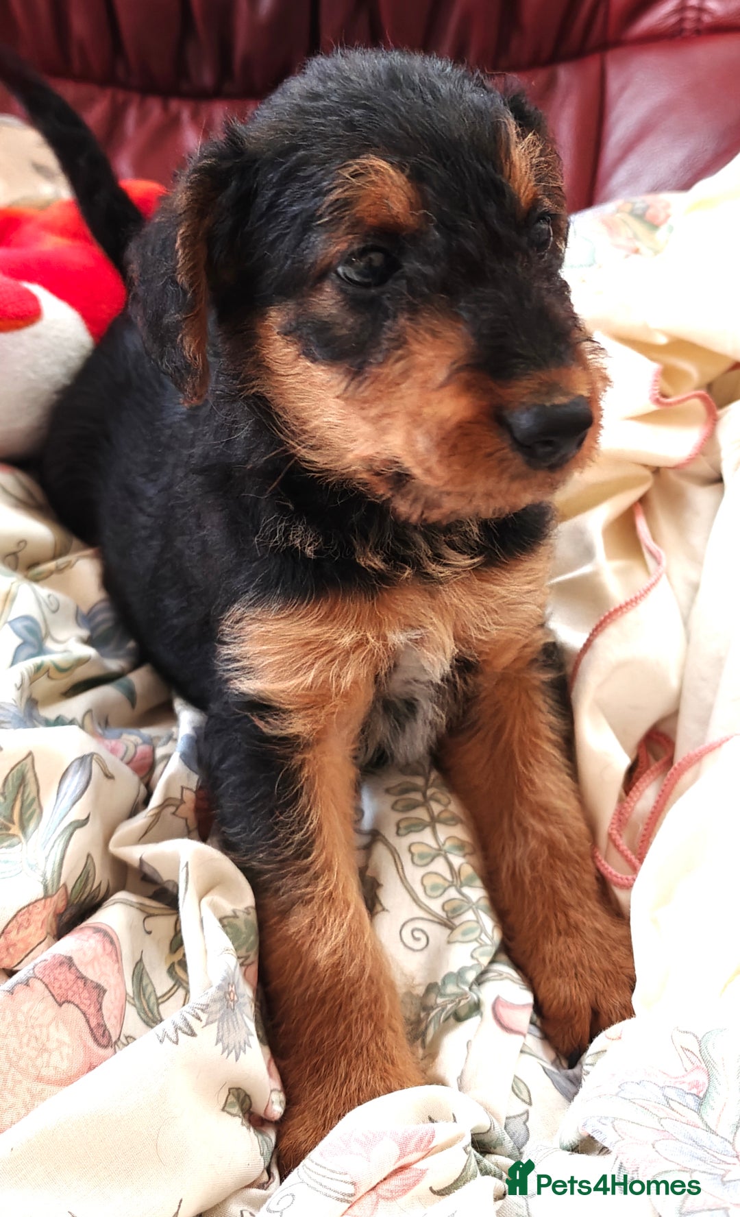 Airedale Terrier dogs for sale: Superb Airedale Terrier puppies Champion parents - Image 22