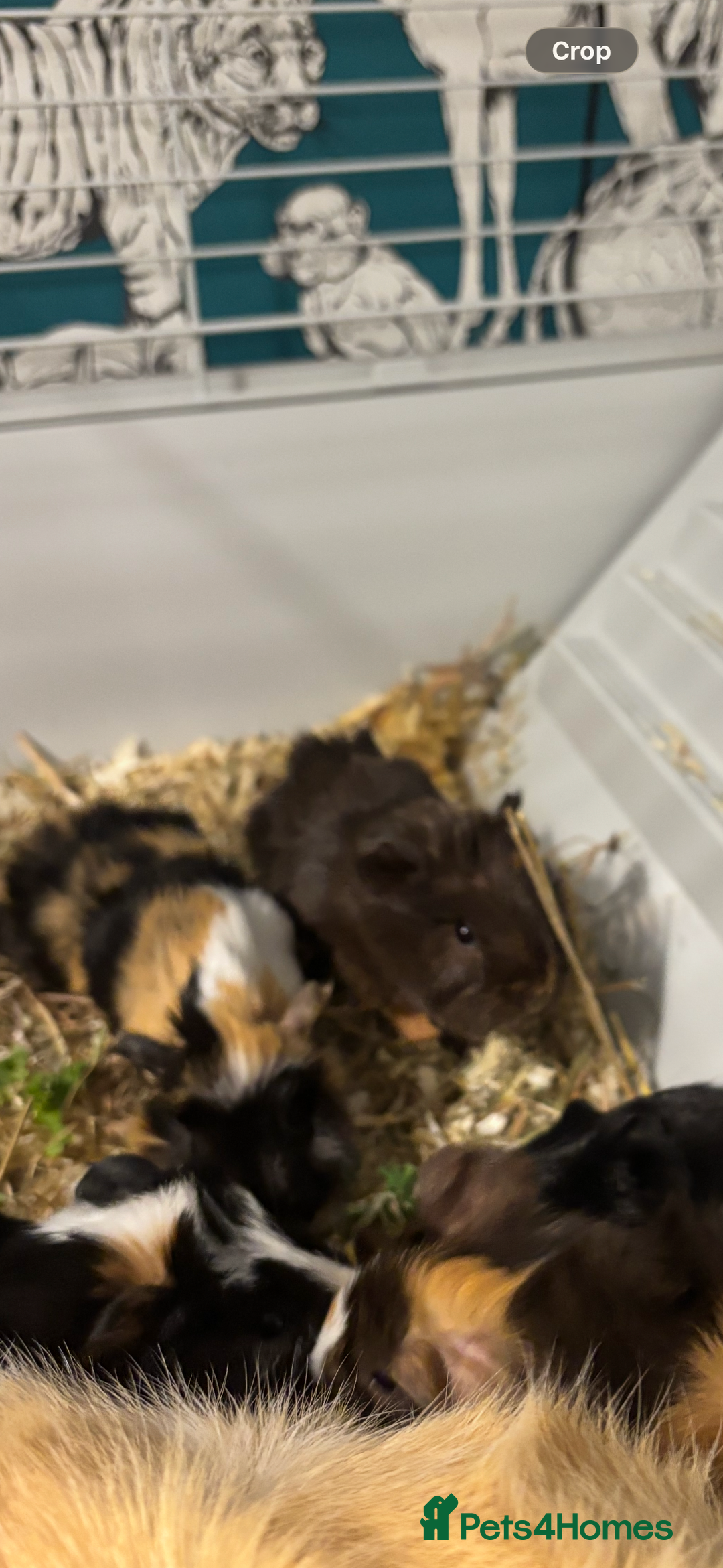 Guinea Pig rodents for sale: 4 boy baby guinea pigs - ready 4th Feb onwards - Advert 6