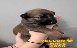 Shepsky dogs for sale: 7 Beautiful Shepsky pups for sale (3 boys 4 girls) - Image 12