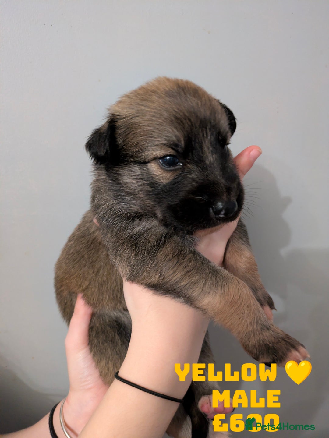 Shepsky dogs for sale: 7 Beautiful Shepsky pups for sale (3 boys 4 girls) - Image 12