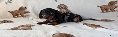 Dachshund 2
