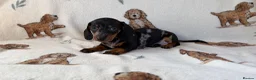 Dachshund dogs for sale: Dachshund puppies for sale  in Basildon - Advert 5