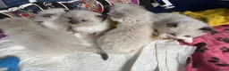 Ragdoll cats for sale: Ragdoll - Advert 4