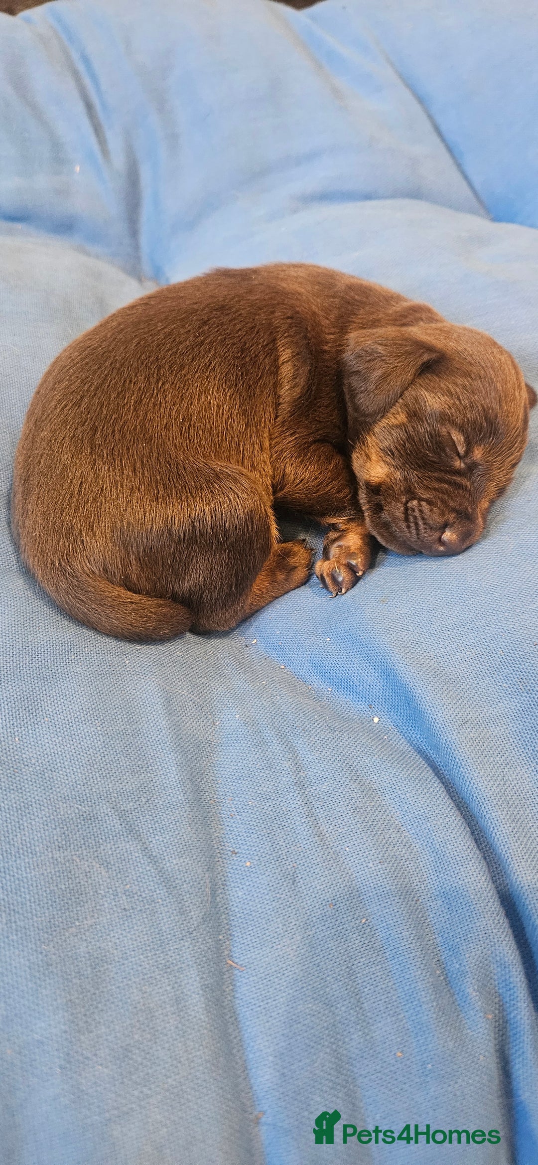 Mixed Breed dogs for sale: Beautiful Jackapoo puppies for sale- Available now - Advert 9