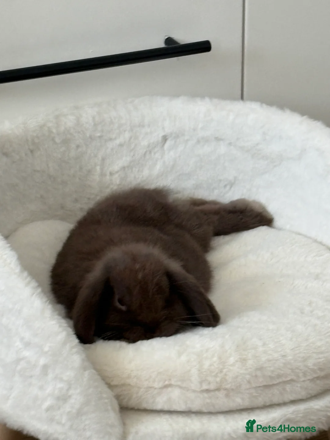 Mini Lion Lop rabbits for sale: Brown male mini lop rabbit  - Advert 1