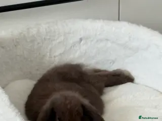 Mini Lion Lop rabbits Brown male mini lop rabbit - Advert 2