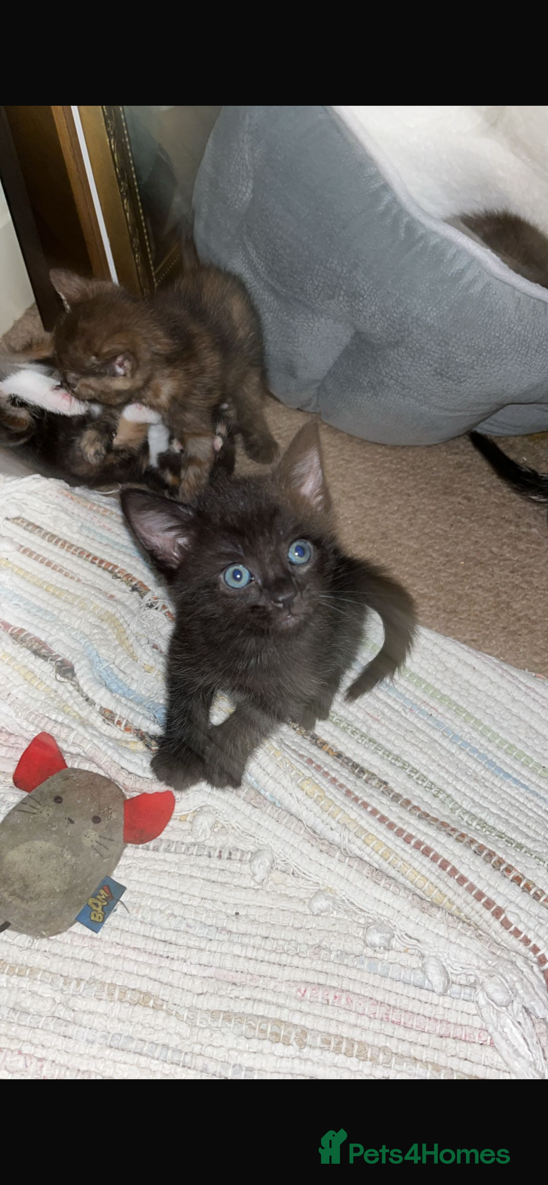 Mixed Breed cats for sale: 3 lovely kittens ready for their new homes 🥰 - Advert 13