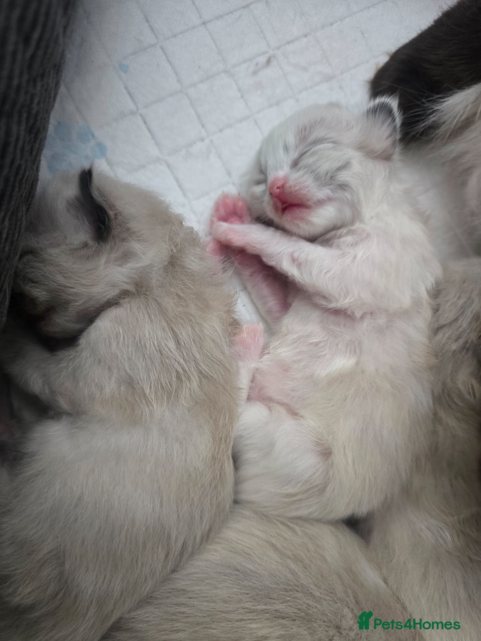 Ragdoll cats for sale: Sky kittens 😸 ♥️  - Advert 4