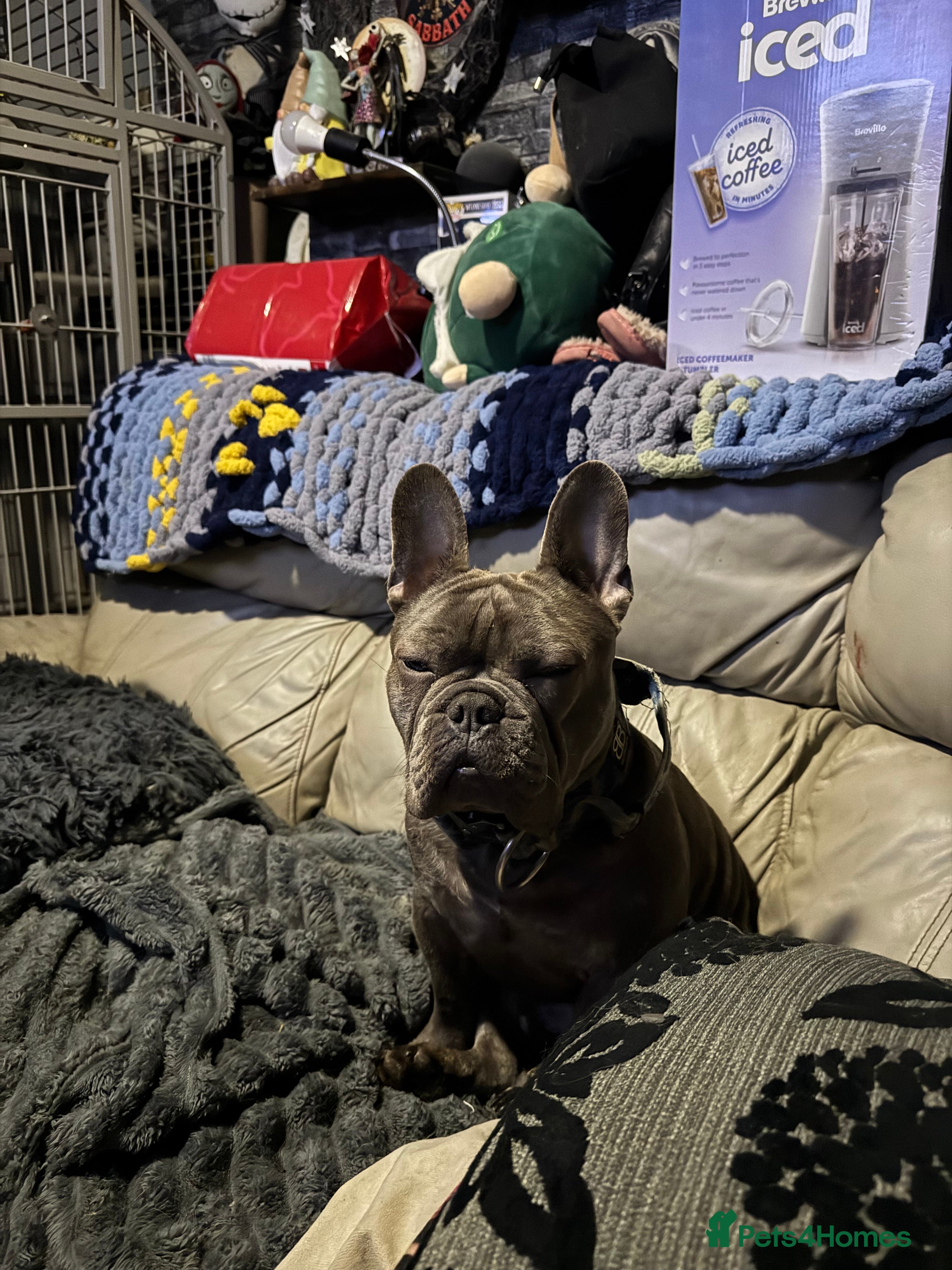 Mixed Breed dogs Bulldog/frenchie boy - Advert 9