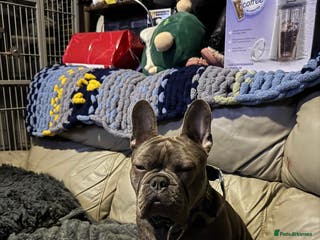 Mixed Breed dogs Bulldog/frenchie boy - Advert 9