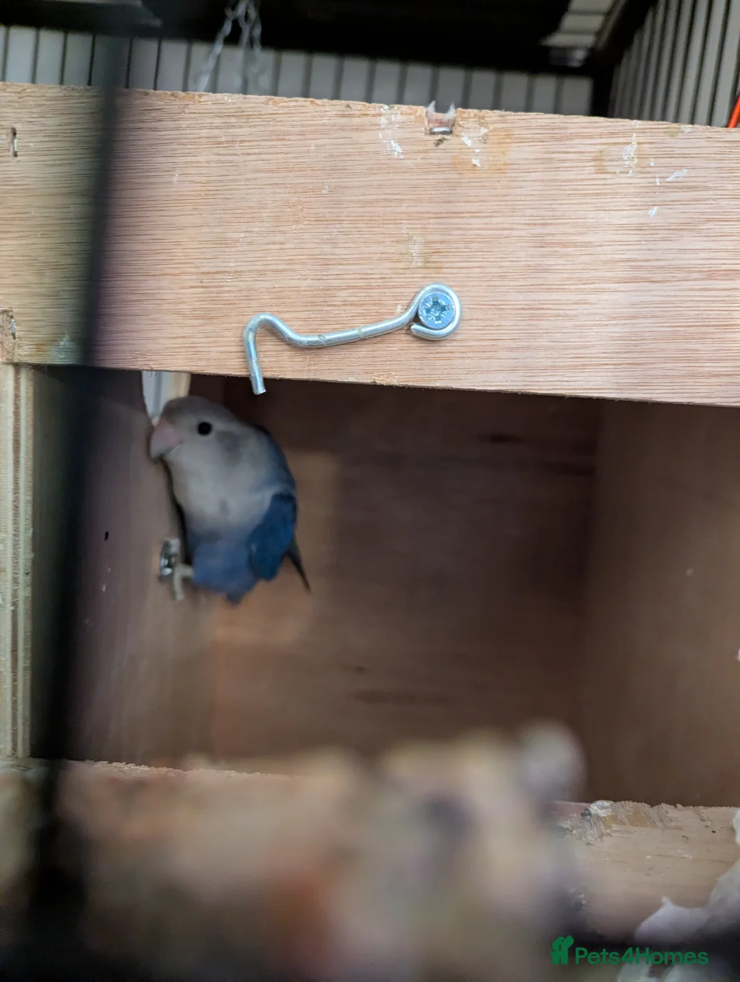 Lovebirds birds for sale: Breeding pair of lovebirds - Advert 2