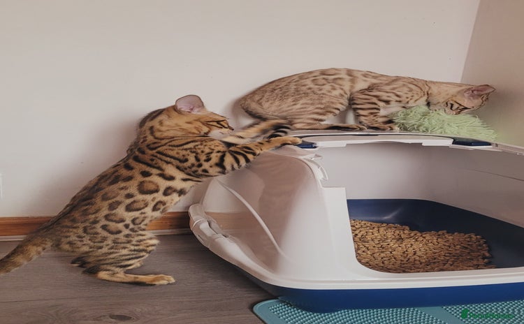 Bengal cats - Advert 11