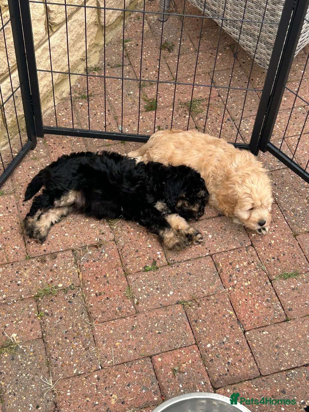 Cockapoo dogs for sale: F1 cockapoo puppies 5 boys  - Image 17