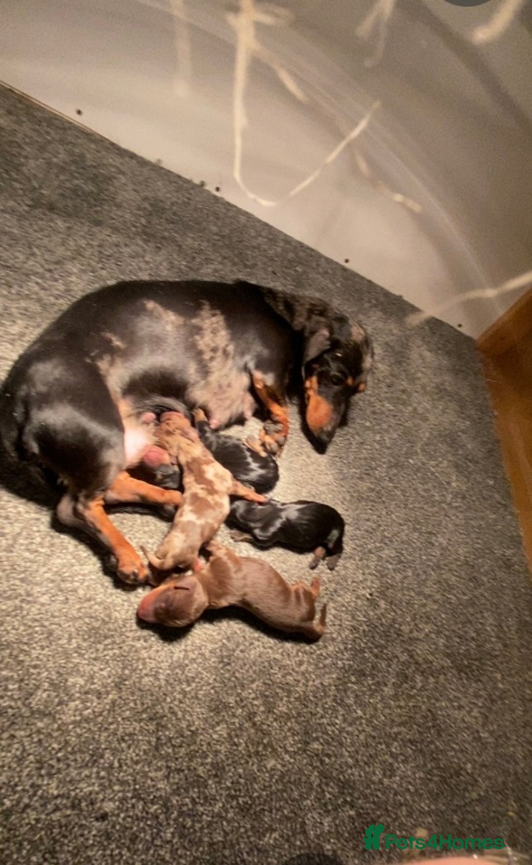 Miniature Dachshund dogs for sale: Miniature Dachshund puppies  - Advert 10