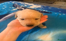 Labrador Retriever dogs for sale: Labrador puppys - Image 21