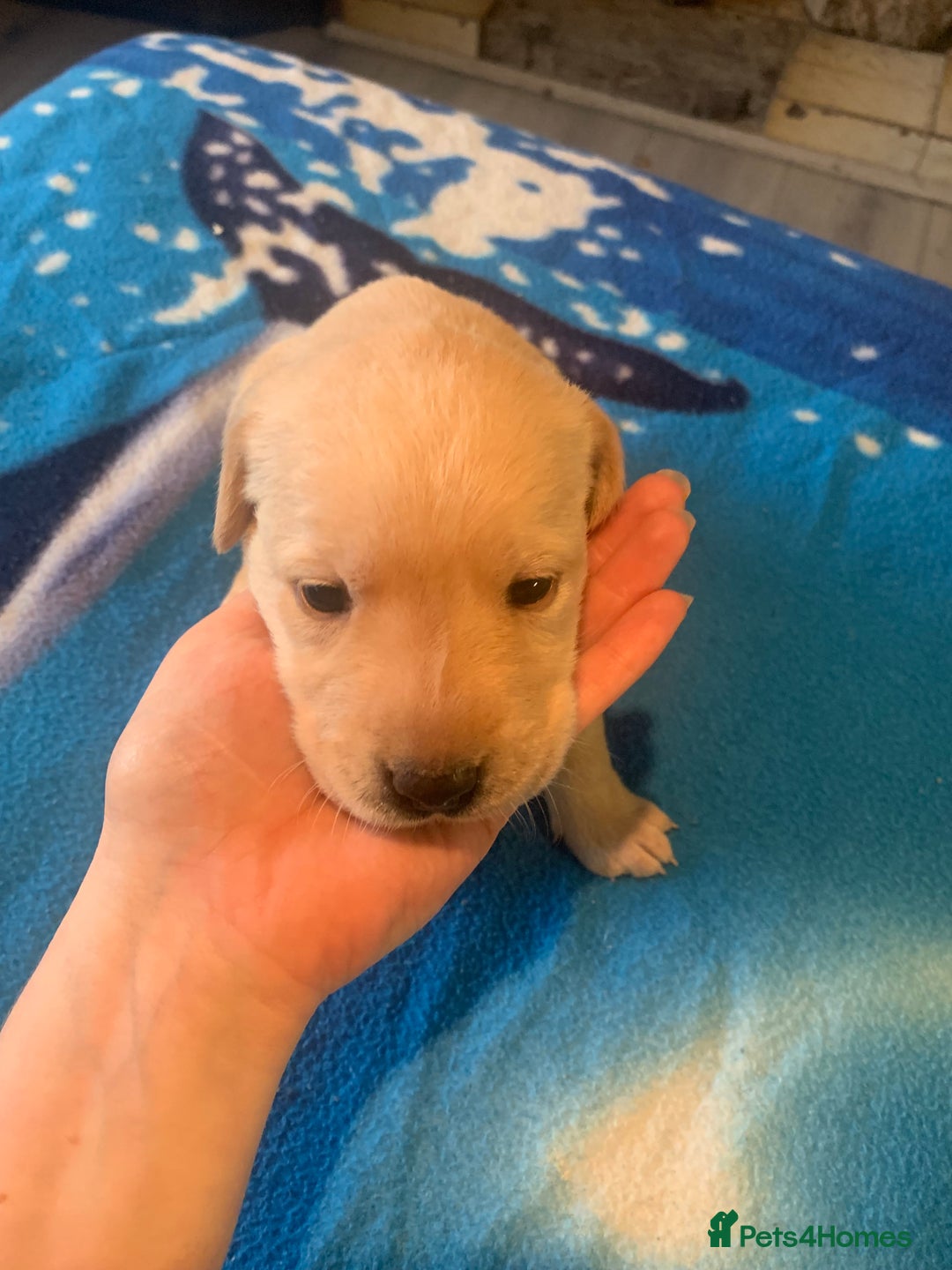 Labrador Retriever dogs for sale: Labrador puppys - Image 21