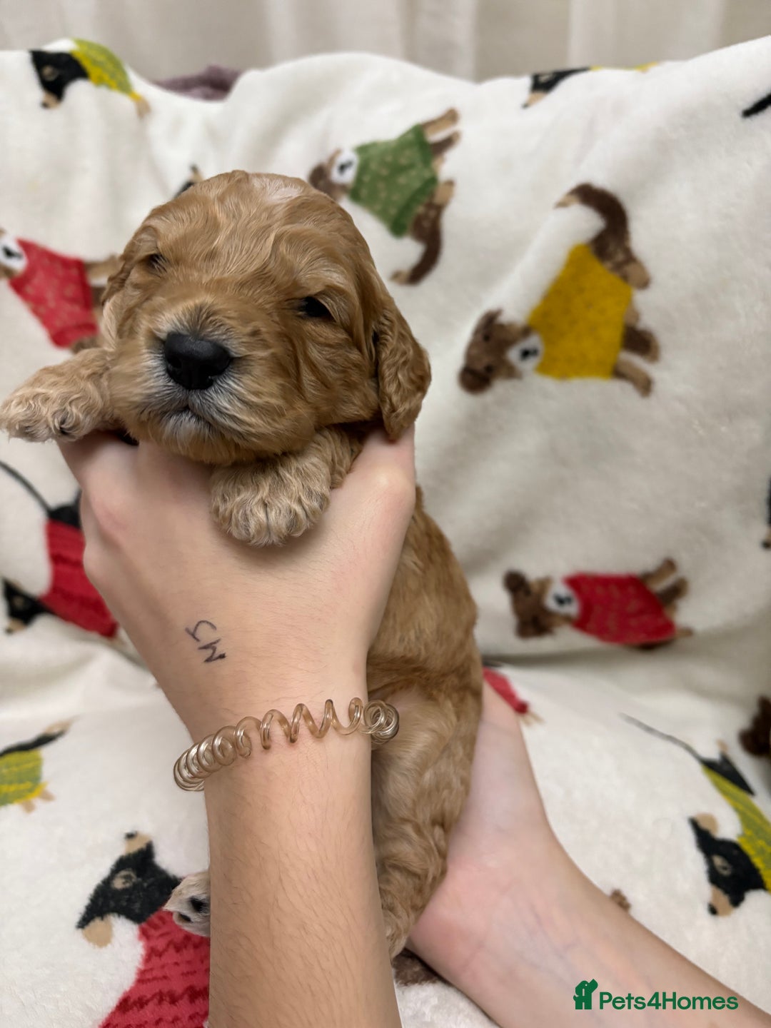 Cockapoo dogs for sale: Five Beautiful Cockerpoo Puppies  - Image 14