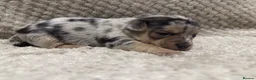 Jack Russell dogs for sale: Exceptional Jack Russell Puppies available to view - Advert 10