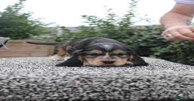 Cocker Spaniel dogs - Advert 5