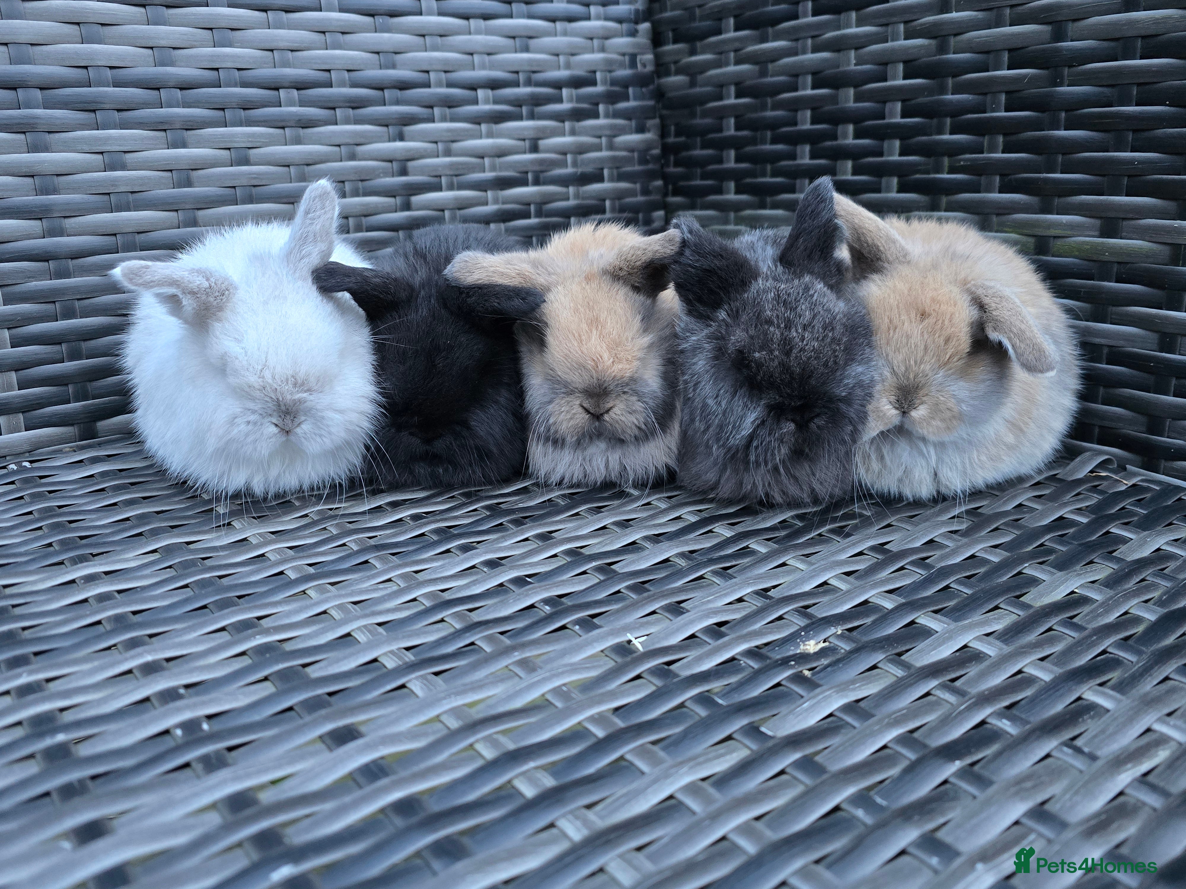 Mini Lop rabbits Beautiful mini lop bunnies  - Advert 2