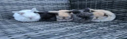 Mini Lop rabbits for sale: Beautiful mini lop bunnies  - Advert 1