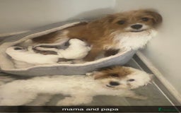 Jackapoo dogs for sale: Cavapoo x jack Russell puppies  - Image 11