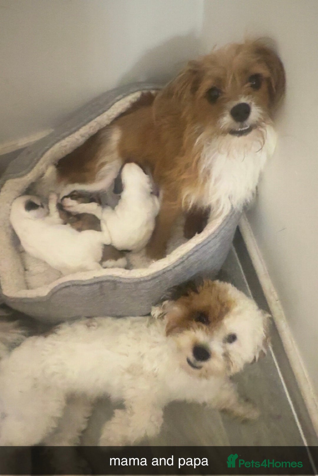 Jackapoo dogs for sale: Cavapoo x jack Russell puppies  - Image 11