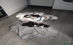 Mixed Breed cats for sale: Kittens - Image 4
