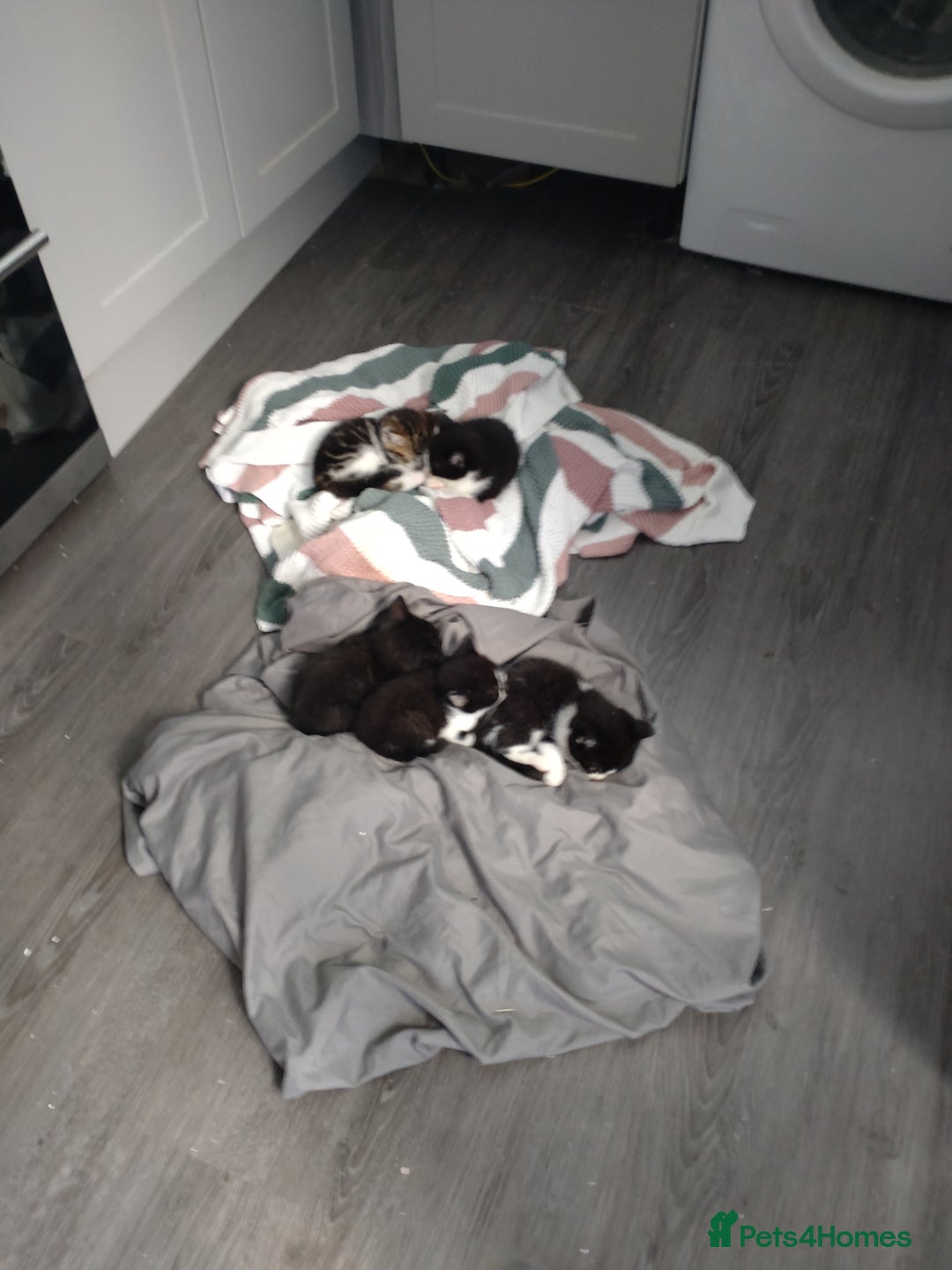 Mixed Breed cats for sale: Kittens - Image 4