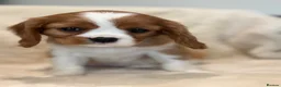 Cavalier King Charles Spaniel dogs for sale: Extensively health tested cavalier pups  - Advert 8