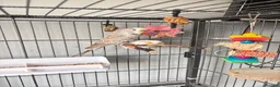 Budgerigars birds for sale: Female & Male Budgies with cage and accessories  - Advert 3