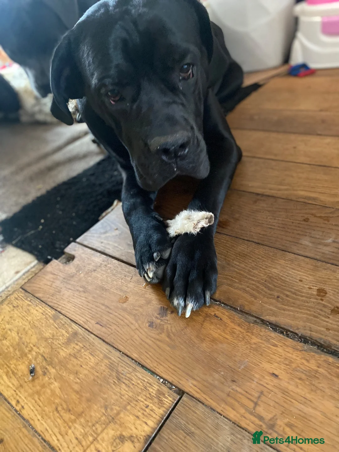 Cane Corso dogs for sale: Gentle family loving giant ‘Mac’ 4yr old - Advert 1