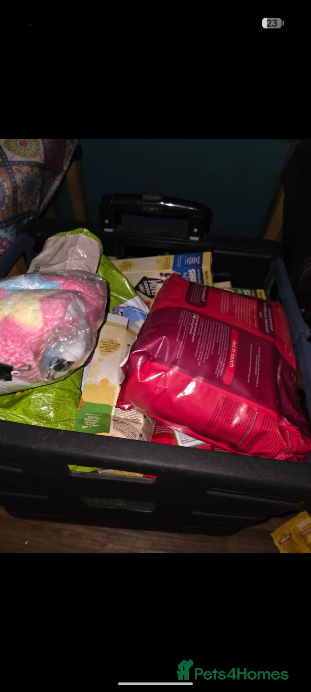 Rat rodents for sale: bonded pair of male rats - Advert 10