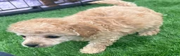 Toy Poodle dogs for sale: Kc red toy poodle puppys - Advert 11