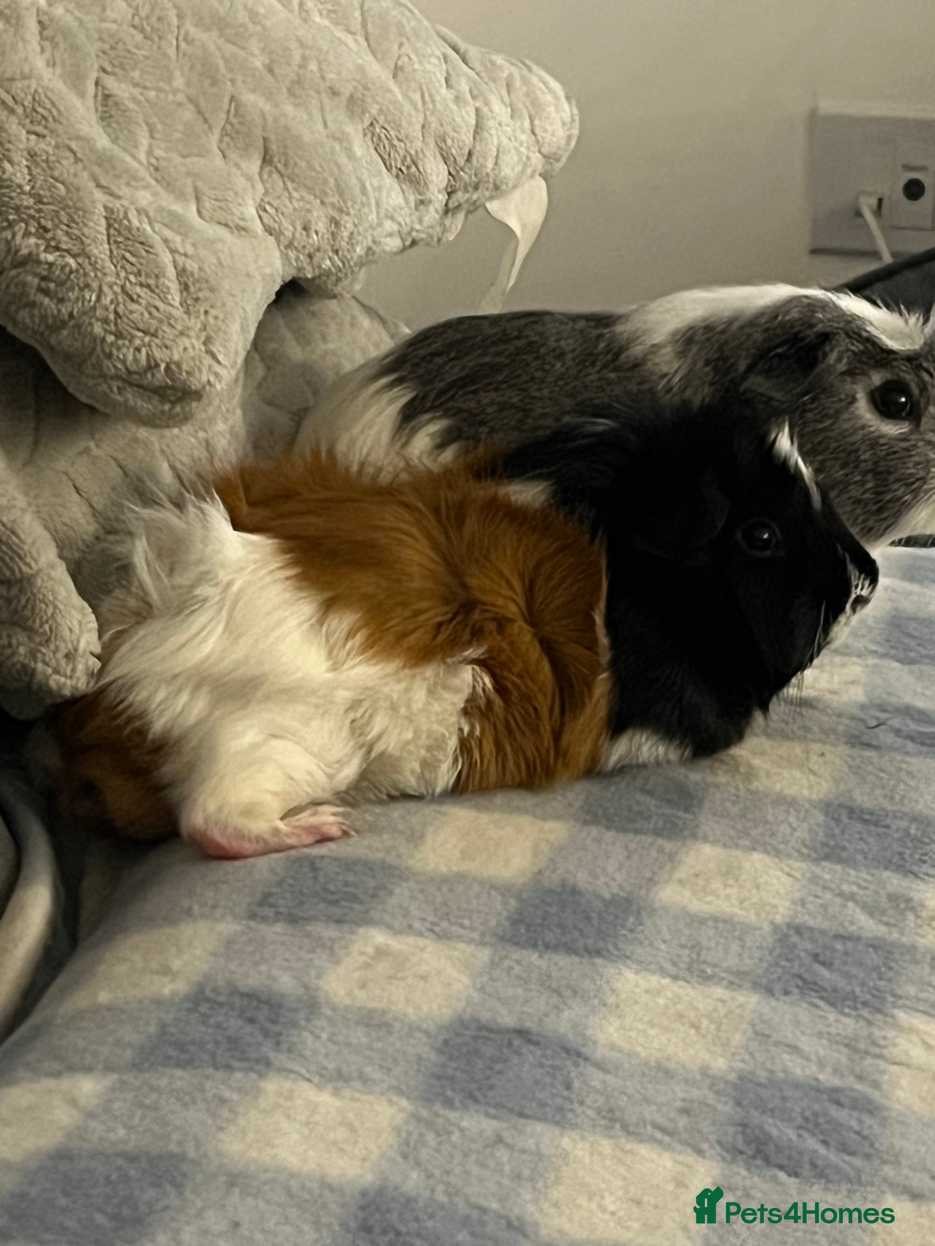 Guinea Pig rodents Bert and Earnie  - Advert 1