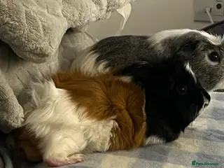 Guinea Pig rodents Bert and Earnie - Advert 4