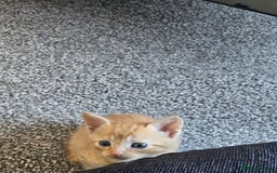 British Shorthair cats for sale: Male and female kittens for sale  - Image 4
