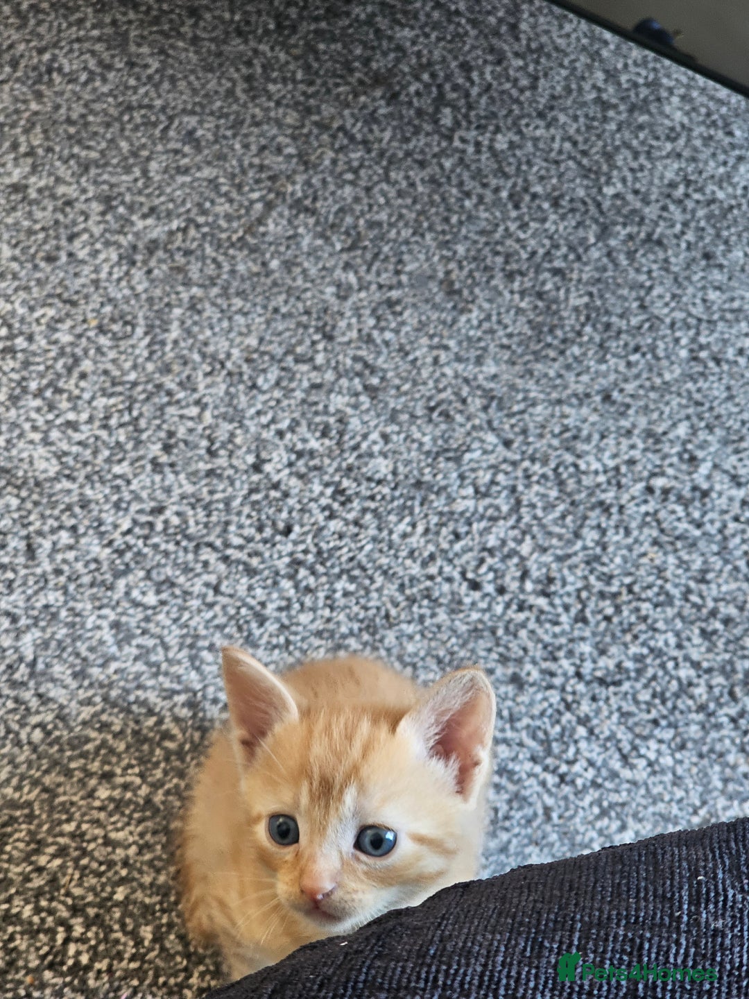 British Shorthair cats for sale: Male and female kittens for sale  - Image 4