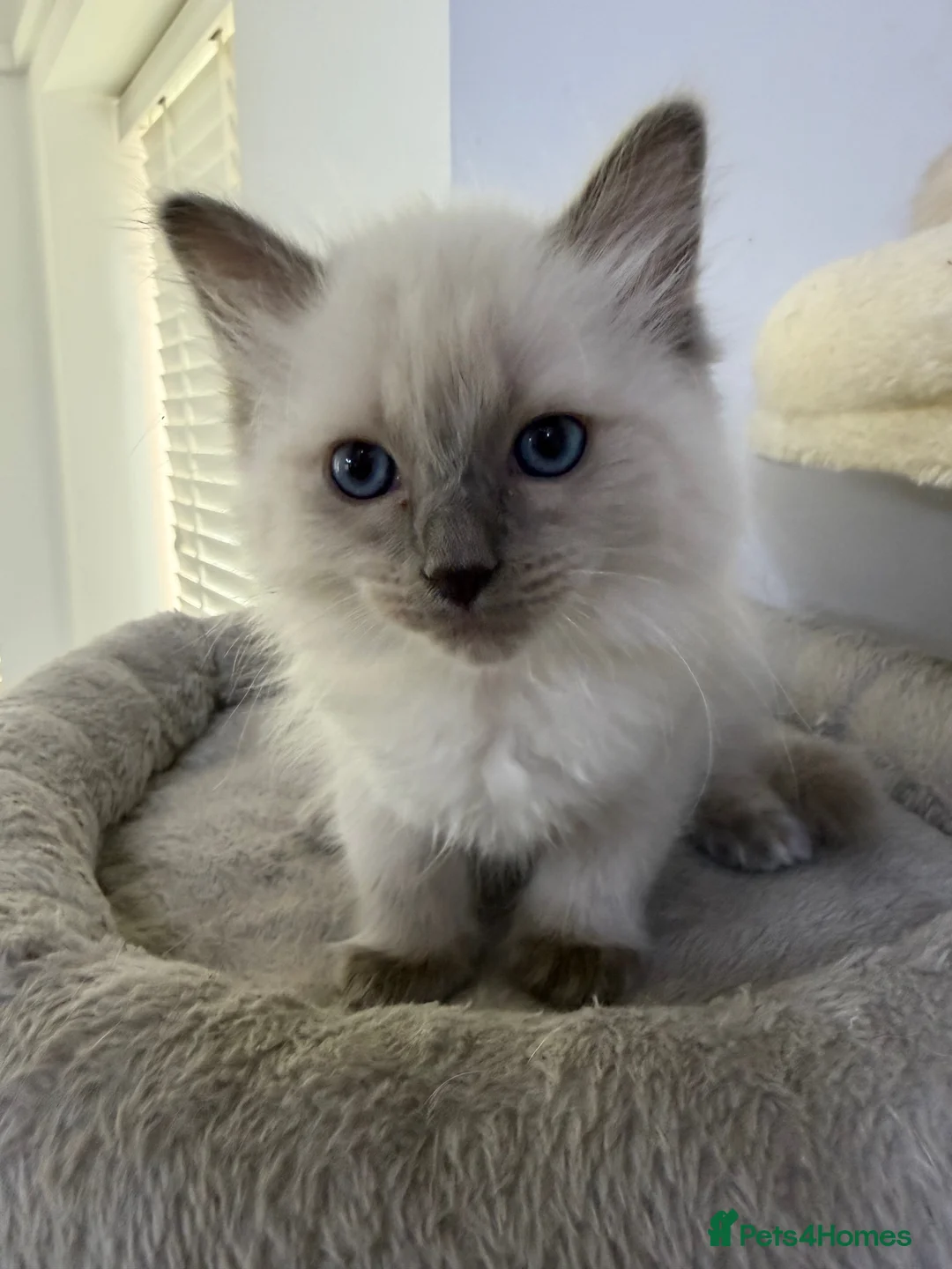 Ragdoll cats for sale: Adorable and friendly Ragdoll Kittens - Advert 18