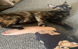 British Shorthair cats for sale: three lovely ladies for sale - Image 10