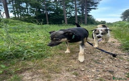 Mixed Breed dogs for adoption: Joey - Norwich Norfolk  - Image 8