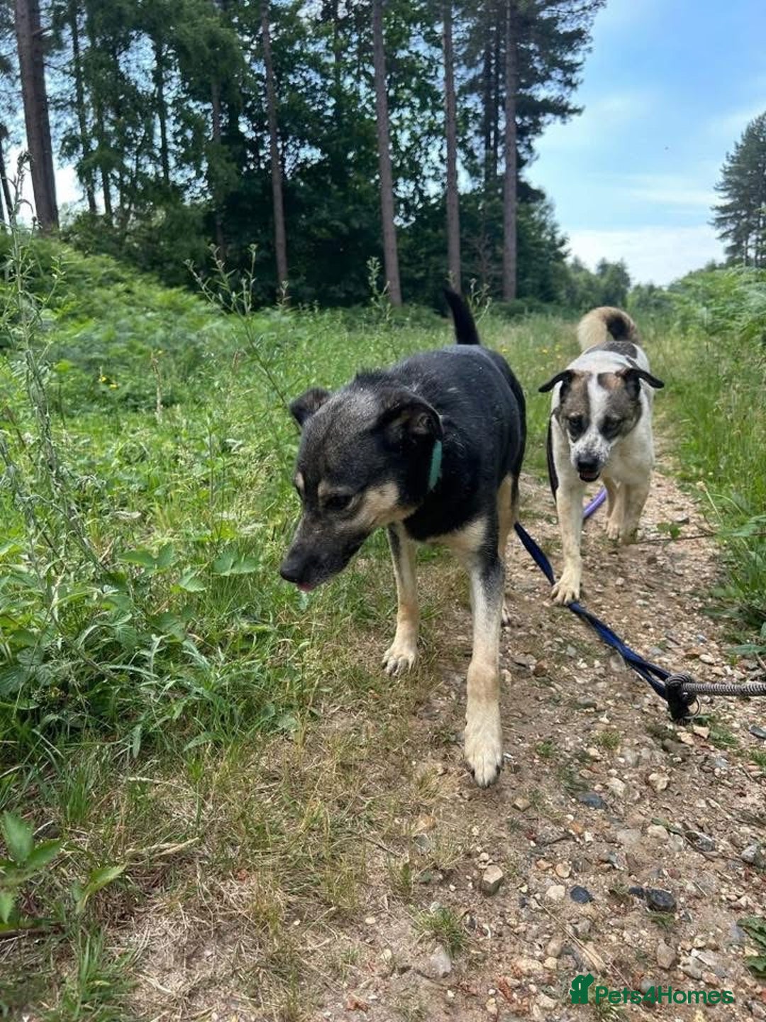 Mixed Breed dogs for adoption: Joey - Norwich Norfolk  - Image 8