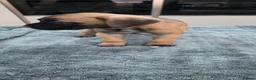 Cane Corso dogs for sale: Cane Corso Puppies - Advert 18