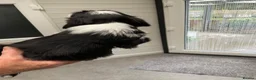 Tibetan Terrier dogs for sale: Beautiful Tibetan Terrier puppes - Advert 9