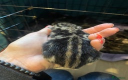 Bengal cats for sale: 9 BENGAL RAGDOLL X KITTENS - Image 8