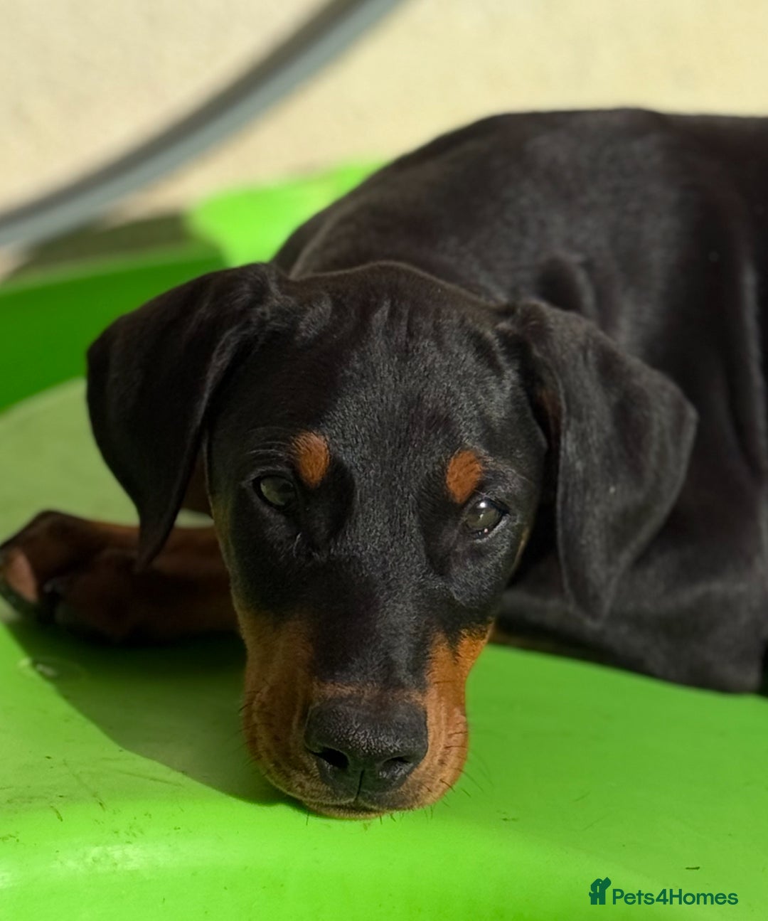 Dobermann dogs for sale: KC Reg Doberman Male - Image 7