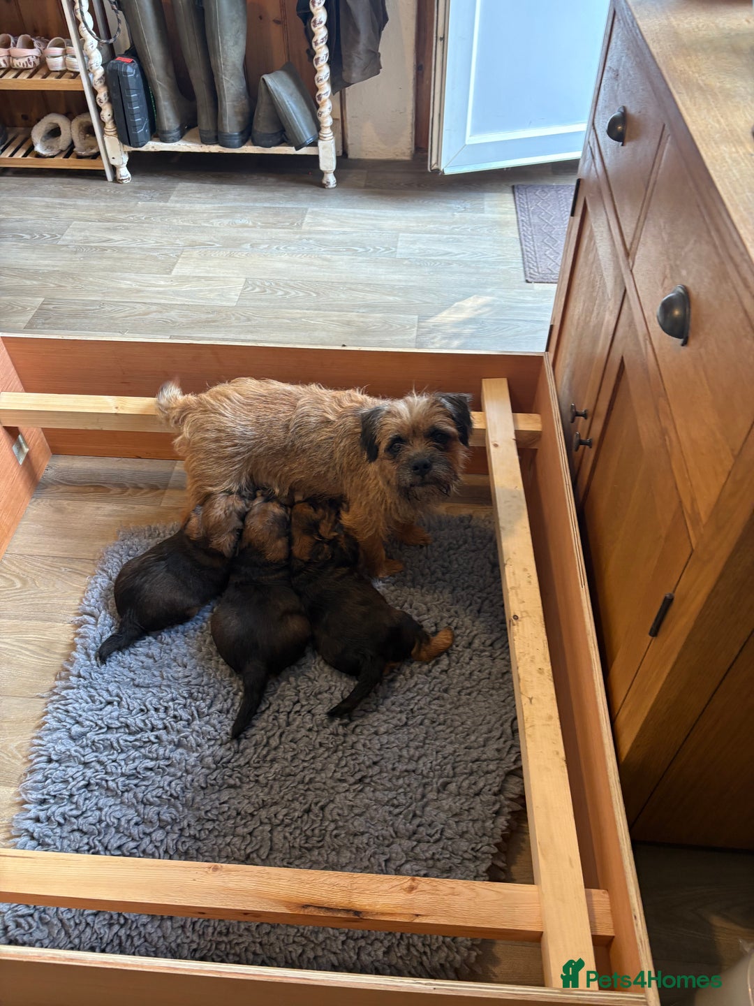 Mixed Breed dogs for sale: Boarder terrier cross Toy poodle - Image 8