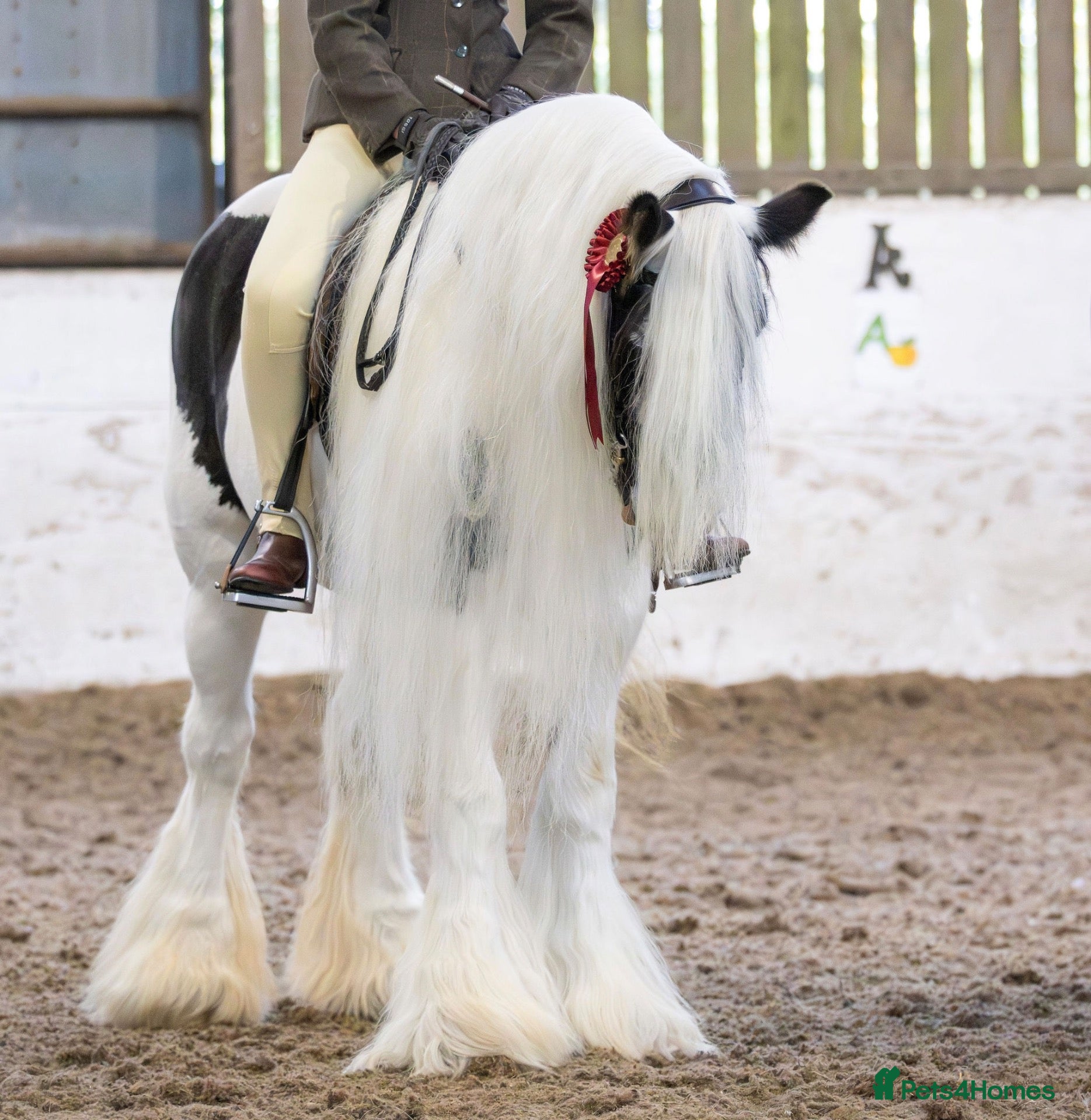 Irish Cob horses Beautiful traditional cob allrounder family pony  - Advert 2