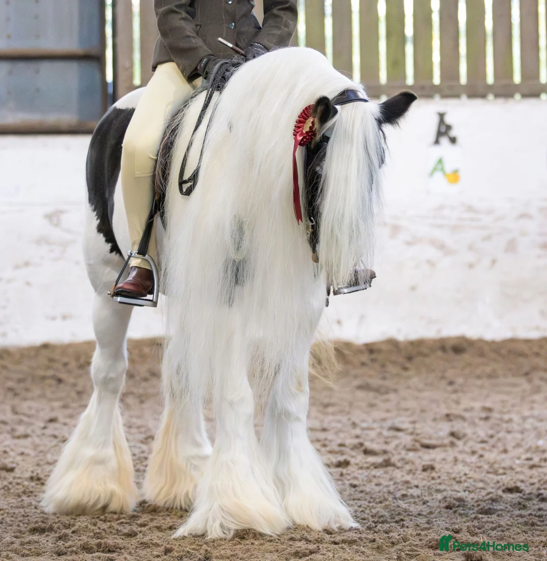 Irish Cob horses for sale: Beautiful traditional cob allrounder family pony  - Advert 1